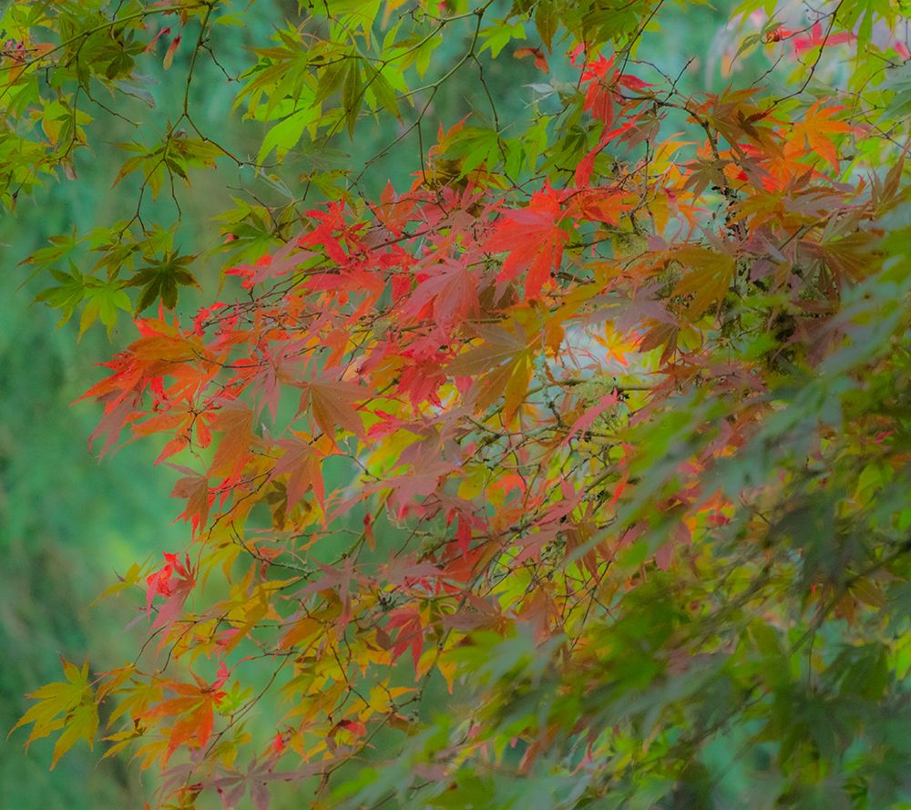 USA-Washington State-Sammamish Japanese Maple leaves with fall colors art print by Sylvia Gulin for $57.95 CAD